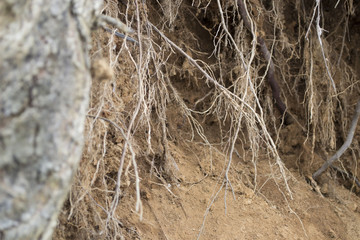 The roots of the tree above the abyss in the sand