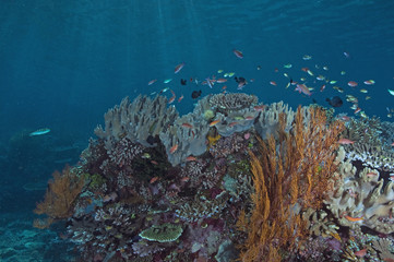 Naklejka na ściany i meble Reef scenic Komodo Indonesia