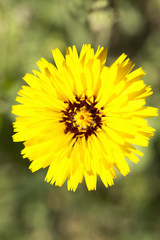 Tingitana reichardia photographed close up