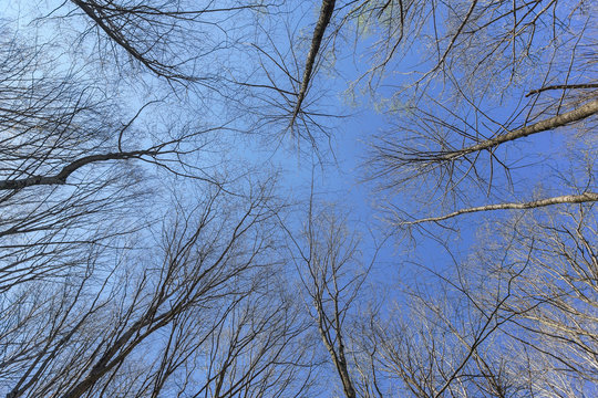 Clear blue sky over the small meadow in spring forest