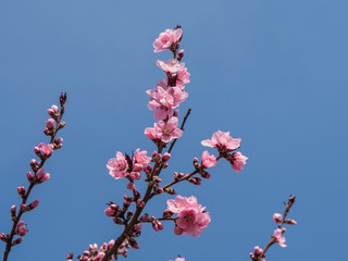 Pink blossom over the  blue sky