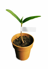 Ein Baum beginnt zu wachsen, kleine Pflanzen