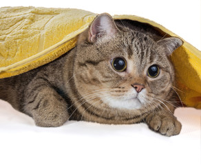 A striped cat lies under a yellow terry towel on a white ackground.