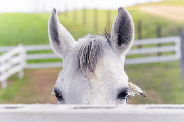 Equus ferus caballus. White horse is looking at us, face to face, from behind of the fence....