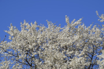 Spring flowering trees. Pollination of flowers of plum. Blooming wild plum in the garden
