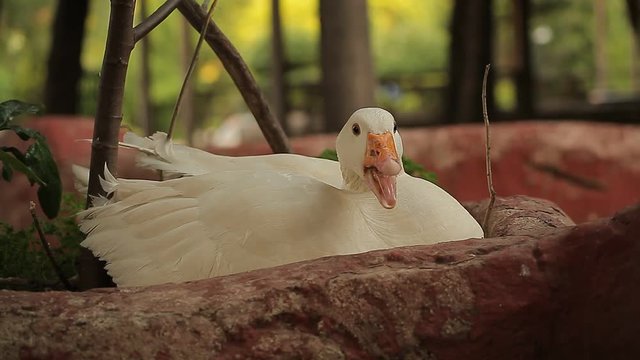 Duck is resting near tree