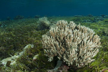 Fototapeta na wymiar Leather coral on seagrass bed of reef flat Sulawesi Indonesia