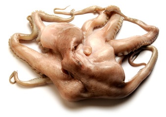 Octopus vulgaris Gewöhnlicher Krake Polpo أخطبوط شائع Pieuvre commune 普通章魚 תמנון החוף Piovra マダコ Ośmiornica zwyczajna Осьминог обыкновенный Közönséges polip Pulpo Obična hobotnica 왜문어 Achtarm  © Comugnero Silvana