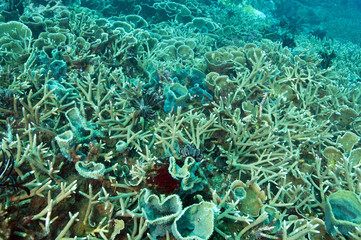 Reef scenic with Acropora nobilis and Echinopora pacificus, hardcorals Komodo Indonesia