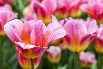 Obraz na płótnie Canvas Filed of Tulips