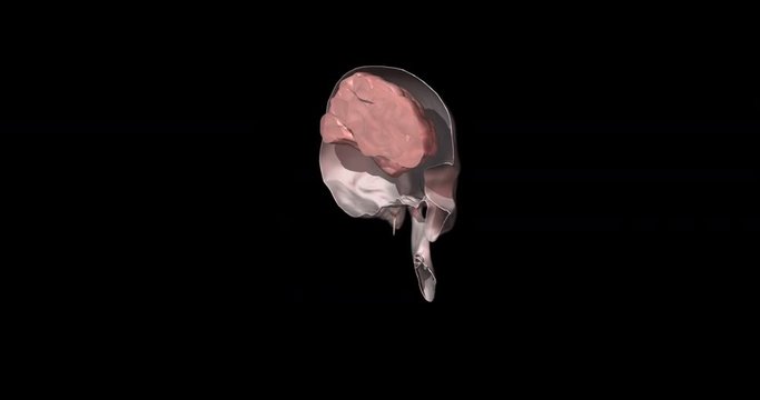 Human skull and brain cross section slice through , reveal. Side cut. 3d animation