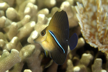 Fototapeta na wymiar Juvenile brushtail tangfish, Zebrasoma scopas, being cleaned by cleaner wrasse, Kosrae Micronesia.
