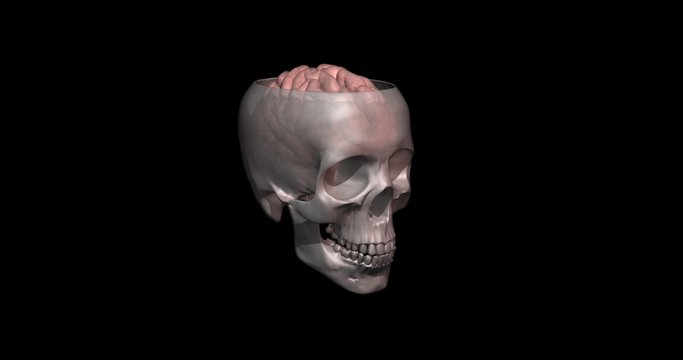 Human skull and brain cross section slice through top. 3d render, art.