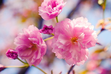 Fototapeta na wymiar Sakura spring flowers. Spring blossom background. Beautiful nature scene with blooming sakura tree. Japanese garden. Sunny day. Abstract blurred background