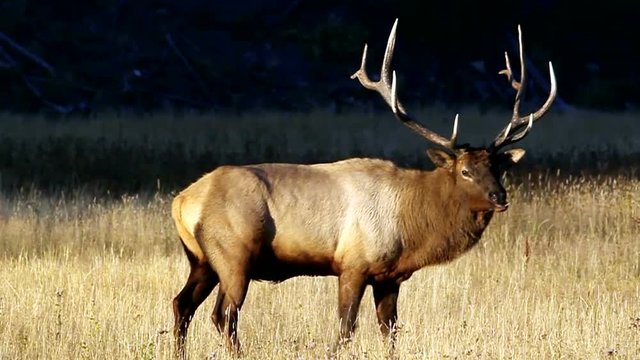 Bull Elk Chewing
