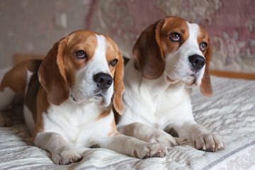 Two dogs, beagle, indoor, portrait.