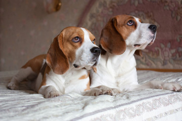 Two dogs, beagle, indoor, portrait.