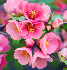 Fototapeta na wymiar Pink flowers blooming in springtime. Macro scene of blooming pink tree against green leaves background. 