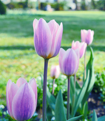  Tulip flowers blooming in Spring. Colorful tulips blooms swaying in the wind. Gentle wind moving through field with many tulips, sunny day.