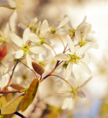 White blossom close up. White flower nature background, amazing beautiful fruit tree great looking in spring.
