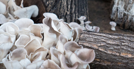 Spring forest mushrooms in the forest. Growing mushrooms on the stump on the nature blurred background. Beautiful mushroom in forest in morning. 