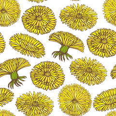 Obraz premium vector hand drawn dandelion background