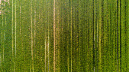 Natura e paesaggio: vista aerea di un campo, campo arato, coltivazione, prato verde, campagna, agricoltura