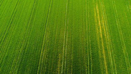 Natura e paesaggio: vista aerea di un campo, campo arato, coltivazione, prato verde, campagna, agricoltura