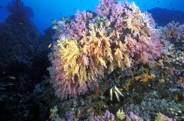 Naklejka na ściany i meble Colorful soft corals reef scenic, Surin Islands, Thailand.