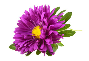 Violet aster isolated on a white background