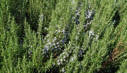 blühender Rosmarin (Rosmarinus officinalis)