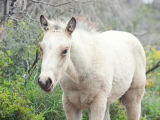 portrait of half-wild cream foal. Israel