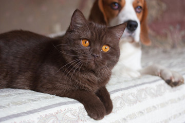 Dog and cat, beagle and British short hair chocolate, indoor, soft background.