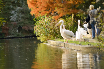 Pelikan w Luisenpark w Mannheim © RegnumInvictum