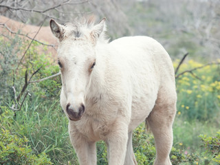 portrait of half-wild cream foal. Israel
