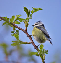 Blue tit perched on a wild rose