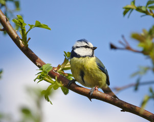 Blue tit perched on a wild rose