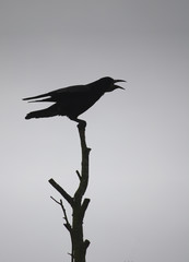 Rook perched on a tree silhouetted against the sky
