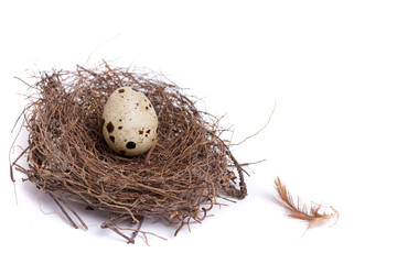 Naklejka na ściany i meble quail egg in the nest