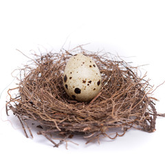 quail egg in the nest