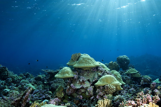 Reef Scenics, Inner Lagoon, Kingman Reef.