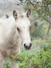 portrait of  grazing  half-wild cream foal. liberty.  Israel