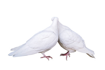 White pigeons in love kissing couple doves isolated at white