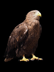 Eagle with yellow beak sitting  isolated at black