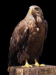 Eagle with yellow beak sitting at the wood isolated at black