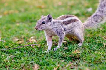 close up of indian palm squirrel in garden park at sunset