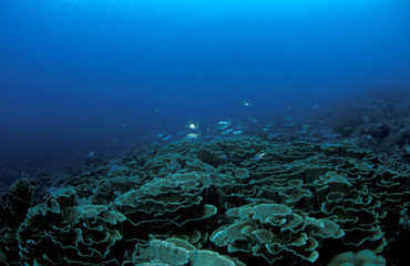 Fototapeta na wymiar Hard corals, Echinopora sp., Sulawesi Indonesia.