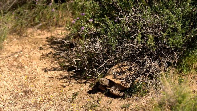 Wild Desert Tortoise 05 Gopherus Agassizii Mojave California