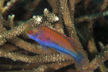 Bluesided wrasse, Cirrhilabrus cyanopleura, Gili Lawa, Indonesia © anemone