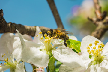Bee on a tree flower